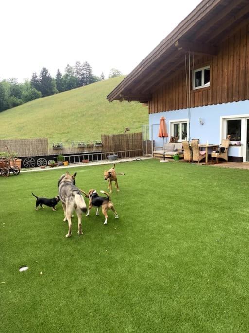 شقة Urlaub Mit Hund Im Salzburger Land Wegscheid المظهر الخارجي الصورة